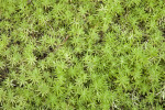 Golden Carpet Moss the Kanapaha Botanical Gardens