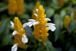 Golden Shrimp Plant