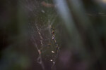Golden Silk Orb-Weaver in its Web at Tree Snail Hammock of Big Cypress National Preserve