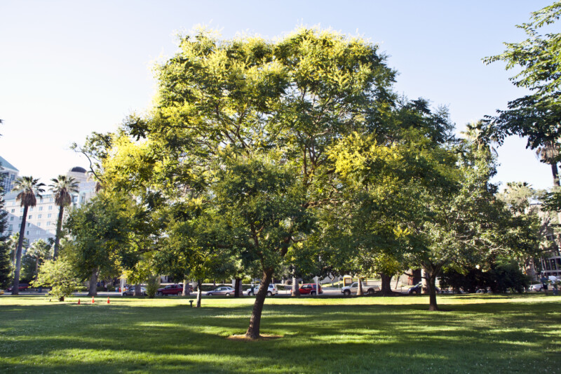 Goldenrain Tree at Capitol Park in Sacramento