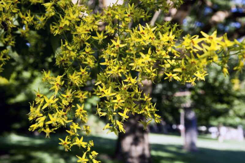 Goldenrain Tree Cluster of Yellow Flowers