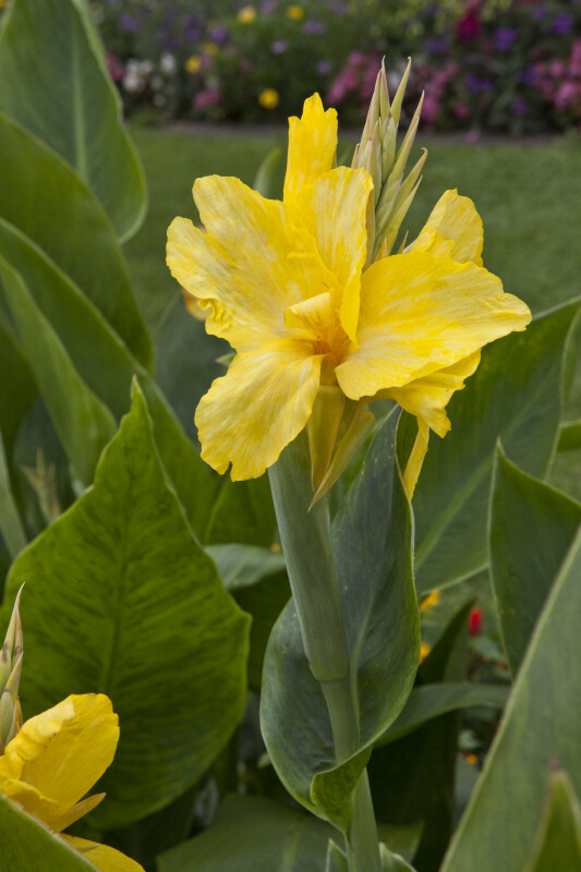 "Goldkrone" Flower