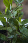 Gopher Apple Leaves