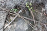 Gopher Tortoise Digging