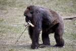 Gorilla Carrying Branch