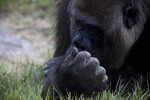 Gorilla Close-Up