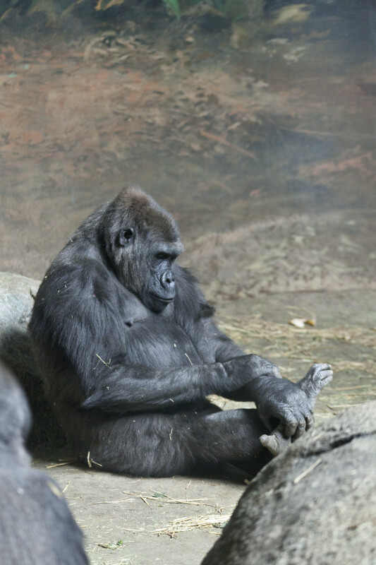 Gorilla Looking at Toes