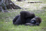 Gorilla Napping