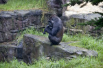 Gorilla on Rock