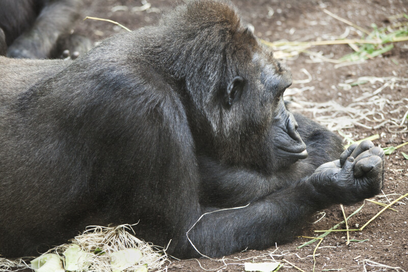 Gorilla Resting on Arms