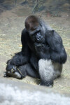 Gorilla Scratching