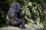 Gorilla Sitting on Rock