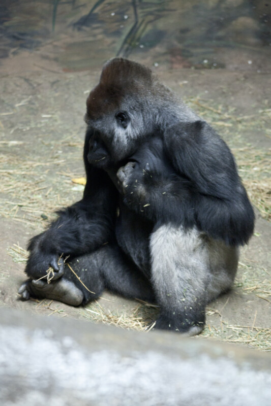 Gorilla Sitting