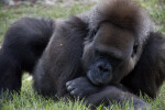 Gorilla Sleeping