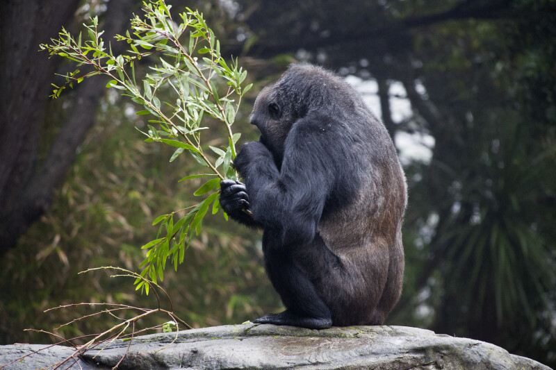 Gorilla Squatting