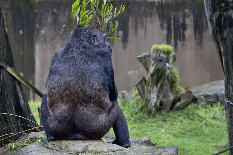Gorilla with Branch