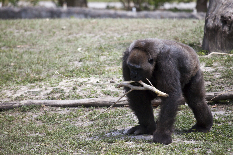 Gorilla with Branch