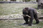 Gorilla with Branch