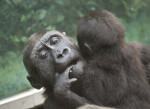 Gorilla with Young