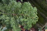 "Gracilis Compacta" Japanese Cypress Scaly Leaves
