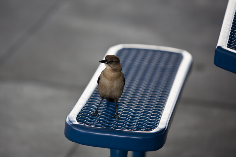 Grackle on Bench