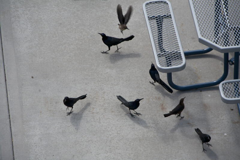 Grackles Around Table
