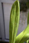 Grammatophyllum Leaf