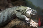 Grand Cayman Iguana