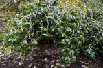 "Grandiflora Rosea" Japanese Camellia