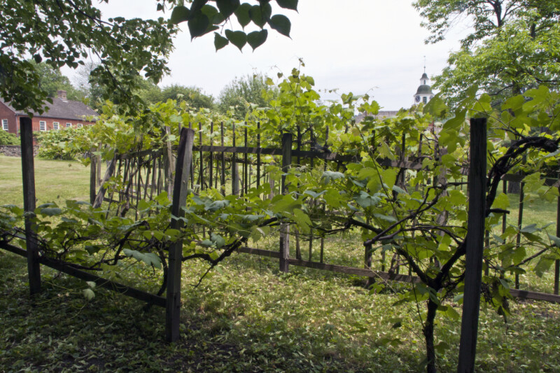 Grape Vines and Broken Wooden Trellis Under Redbud Tree at Old Economy Village