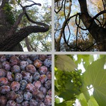Grape Vines photographs