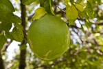 Grapefruit Close-Up