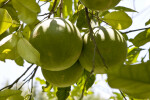 Grapefruit Cluster