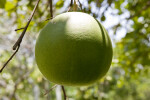 Grapefruit Detail