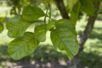 Grapefruit Leaves