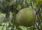 Grapefruit Tree Branches and Unripe Fruit