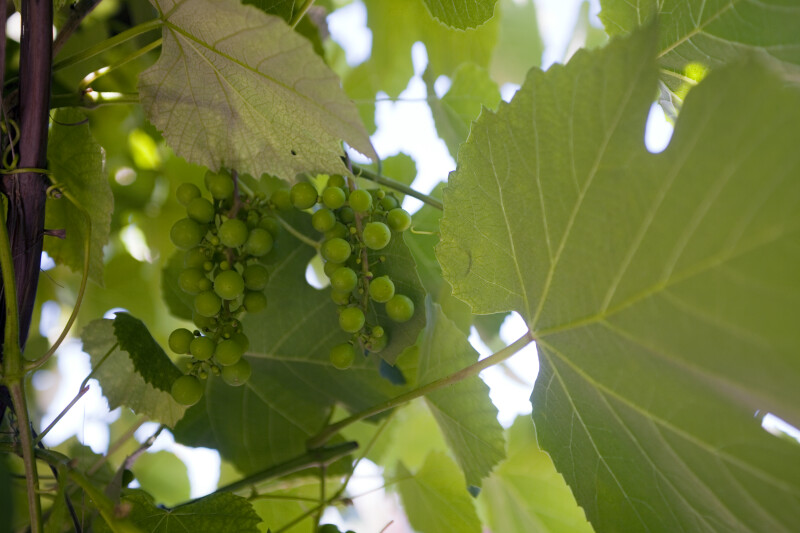Grapes and Leaf