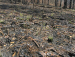 Grass after Fire