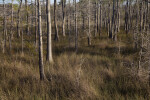 Grass and Cypress Trees at Kirby Storter Park