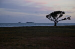 Grass and Trees at Dusk