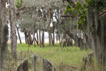 Grass and Trees Covered in Spanish Moss in Front of Lake Myakka