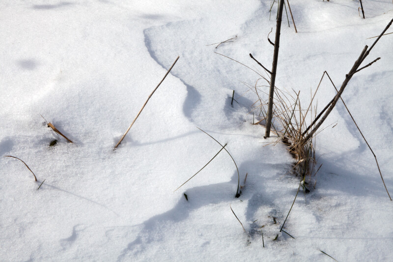 Grass and Twigs in the Snow