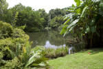 Grass Area Leading to a Pond at the Kanapaha Botanical Gardens