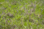 Grass at Chinsegut Wildlife and Environmental Area