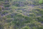 Grass at the Florida Campgrounds of Everglades National Park