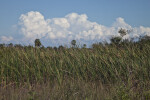 Grass Blowing in Wind