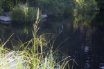 Grass by Pond