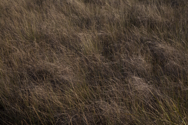 Grass Field Close-Up