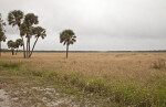 Grass Field on a Gloomy Day at Myakka River State Park