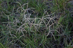 Grass Flowers